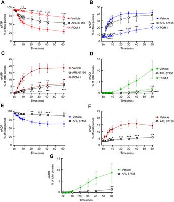 Mechanosensitive Hydrolysis of ATP and ADP in Lamina Propria of the Murine Bladder by Membrane-Bound and Soluble Nucleotidases